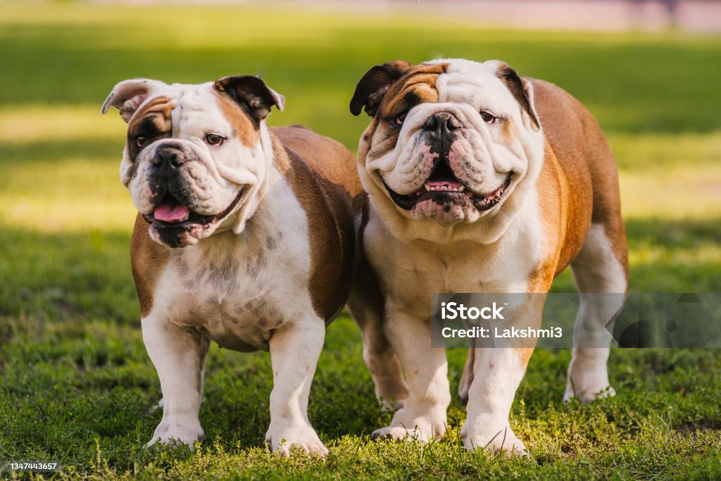 Dog Breed of the Month October: Bulldog