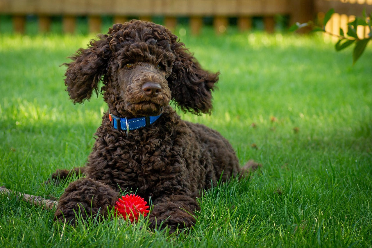 Breed of The Month: The Poodle