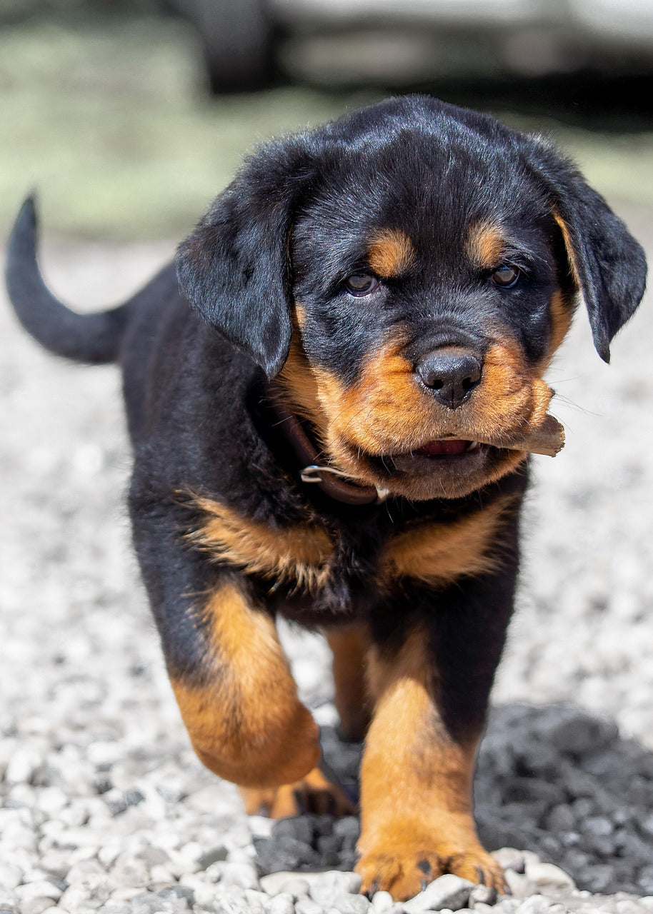 Dog Breed of the Month for December: Rottweiler