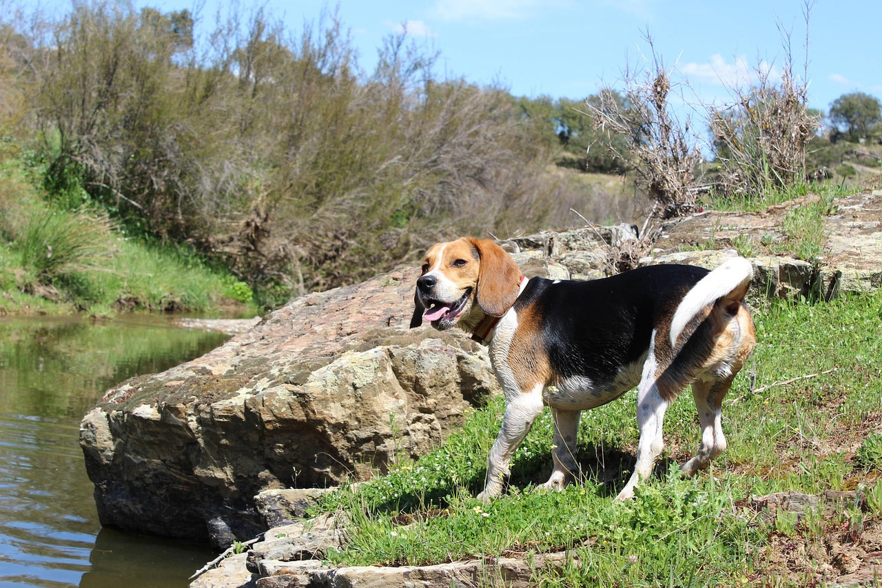 Breed of the Month for November: Beagle