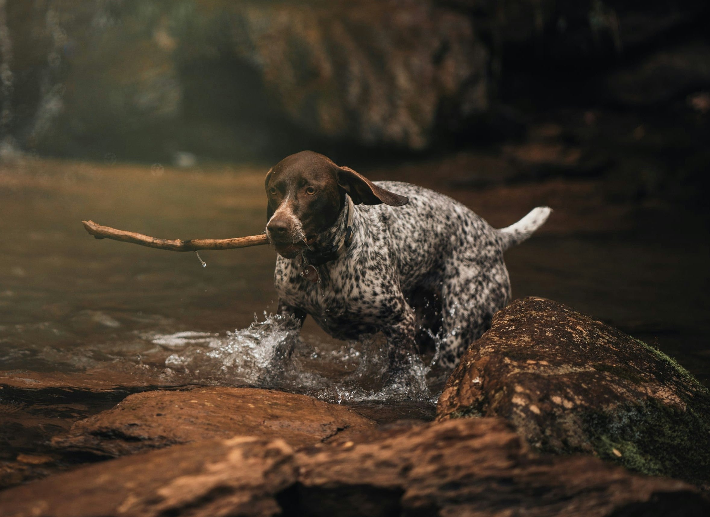 🐶 Breed of the Month: January 2026