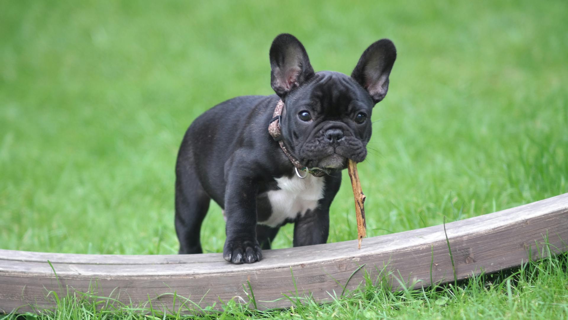 Breed of the Month “French Bulldog”