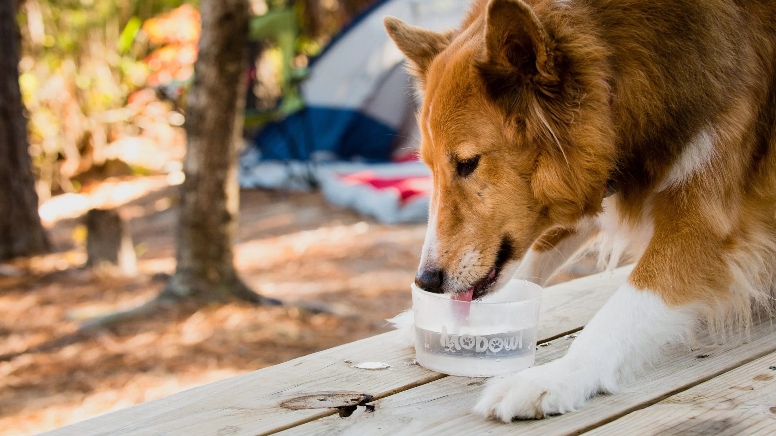 Lowcountry Pet Specialties