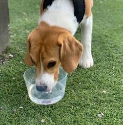 Lowcountry Pet Specialties